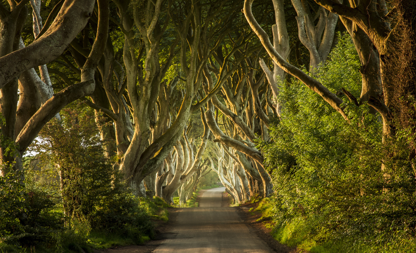 Dublin - Dark hedges